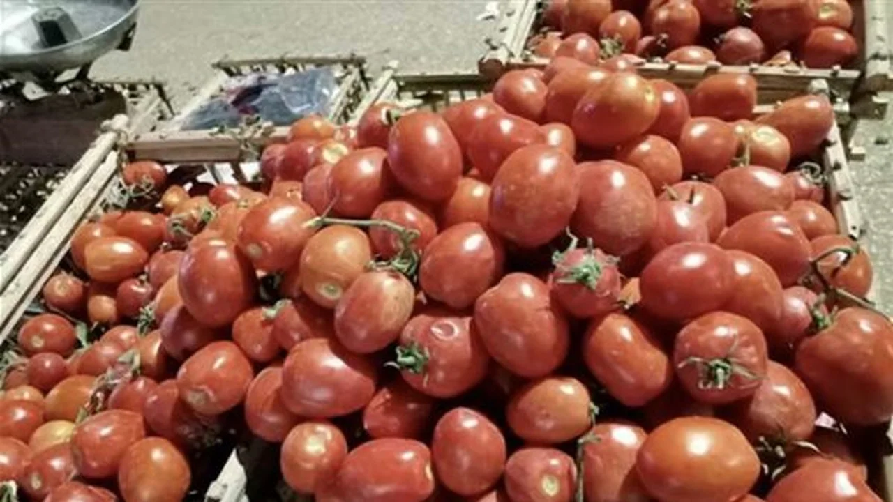 انخفاض سعر كيلو الطماطم وتحديثات قائمة الخضروات والفاكهة في سوق العبور